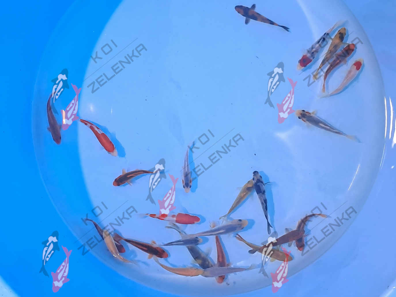 Koi - mix
